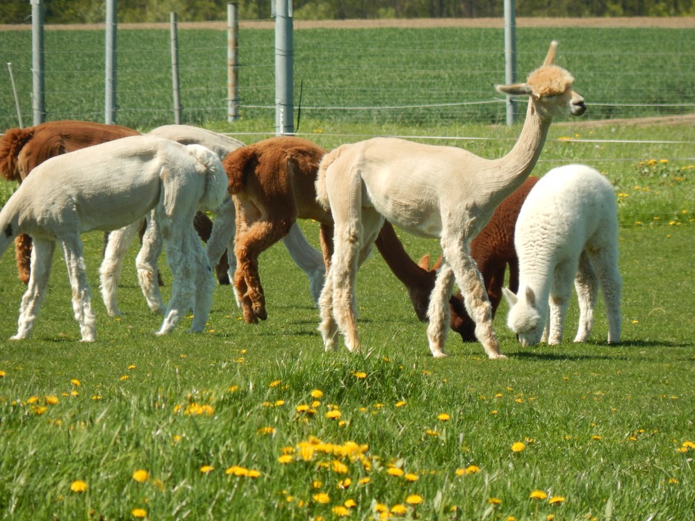 RückblickAlpakaHoffest 2016 von der WinklerRanch